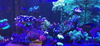 Redsea 250 + zivot + komplet vybava - 2