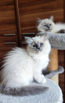 Ragdoll kočička - 2