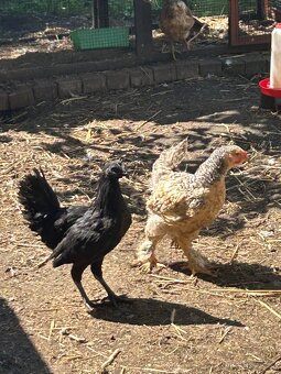 Ayam cemani - 2