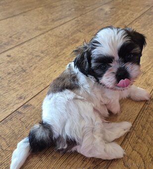Prodáme štěně Shih-tzu - 2