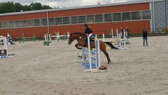 Pony klisna - 2