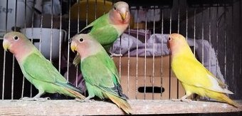 Agapornis růžohrdlý opalin - 2