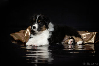 australský ovčák s pp - 2