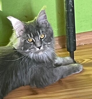 Mainská mývalí s pp - 2