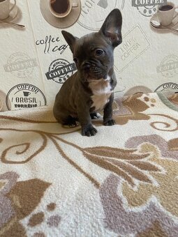 Francouzský buldoček - 2