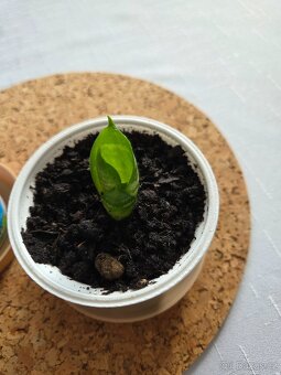 Tchýnin jazyk - kornoutek - 2