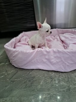 Čivava štěňátka fenečky - 2