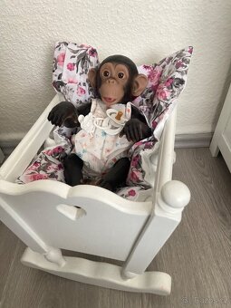 Kolébka s opičkou - 2