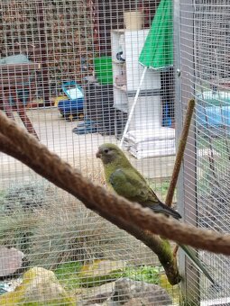 Papoušek zpěvavý - 2