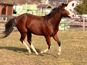 Letos 3leta klisna APH - 2