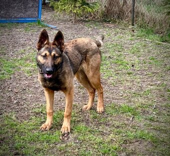 Belgický ovčák bez pp - 2