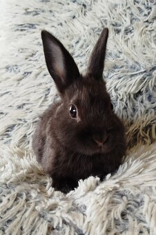 Zakrslý králík - 2