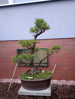 Borovice drobnokvětá bonsai - 2