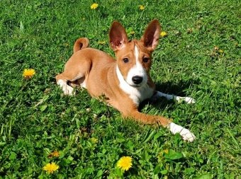 Basenji - prodám štěňata bez pp - 2