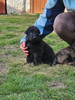 Nemecky ovcak s PP dlouhosrsty - 2