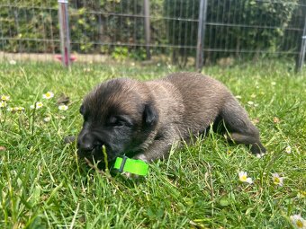 Belgický ovčák - malinois s PP - 2