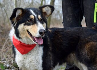 Quasita k adopci - 1 rok, hravá,aktivní, vhodná k dětem - - 2