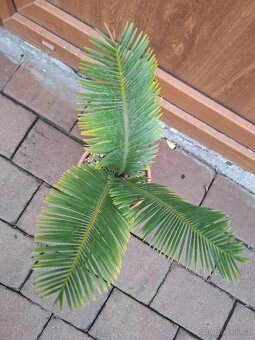 Dioon edule (cykas, palma, yucca) - 2