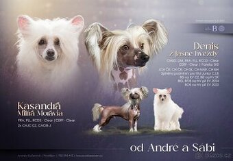 Čínský chocholatý pes - Štěňata s PP - 2