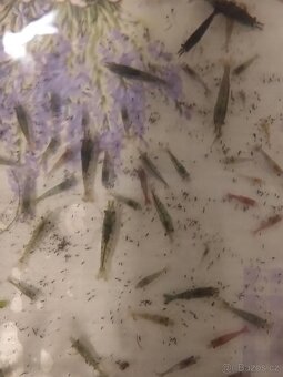 Krevetky neocaridina mix - 2