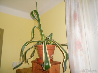 Agave. - 2