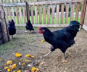 Žerzejský obr (Jersey Giant) - 2