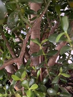 Tlustice (stáří 20+ let) - 2