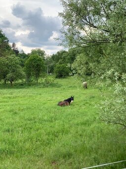 Nabízím ustájení 24/7 v Karviná - Louky - 2