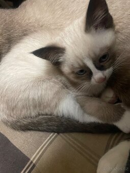 Thajsko-siamské kotě k prodeji. - 2