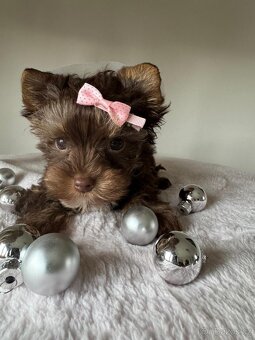 Jorkširský teriér - 2