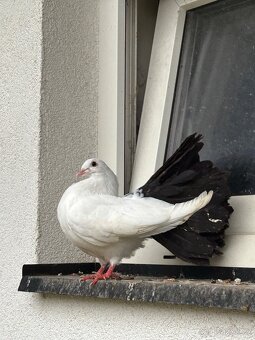 Anglický pavík - 2