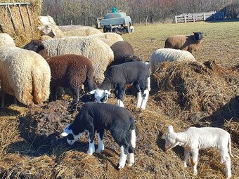 Jehňata na výpas - 2