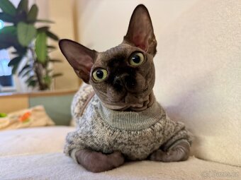 Sphynx kocourek – 10 měsíců - 2