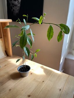 Ficus Benjamin - 2