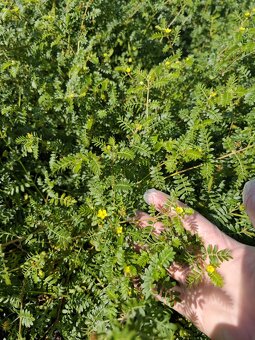 Kotvičník zemní (Tribulus terrestris) - 2