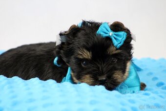 jorkšírský terrier s PP (Colorful) - 2