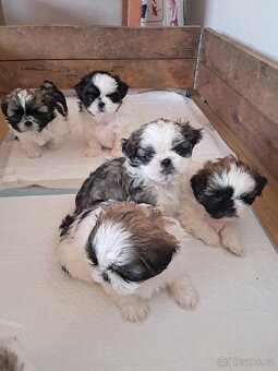Shih-tzu, shi-tzu,shih tzu, - 2