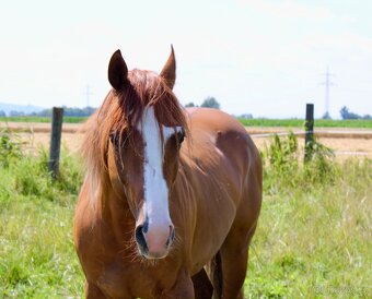 QH valach - 2