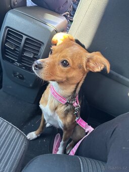 Nabízím fenku ke krytí - 2