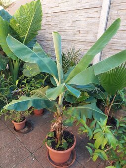 Banánovník Musa basjo a Dwarf cavendish, - 2