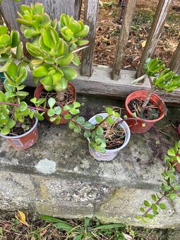 Tlustice cca 30 cm 5 let-více kusů - 2