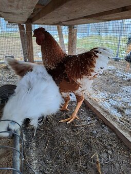 2x mladý kohout - 2