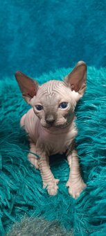 Koťátka kanadského sphynxe bez PP - 2