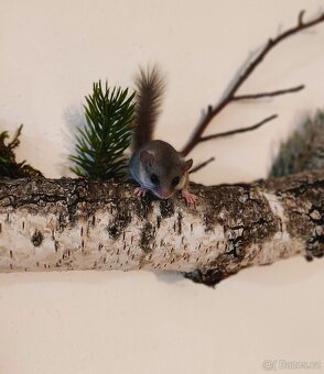 Plšík africký - 2