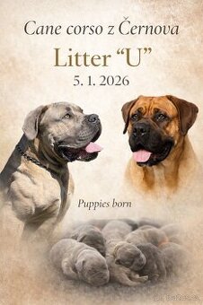 Cane corso s FCI pp - 2