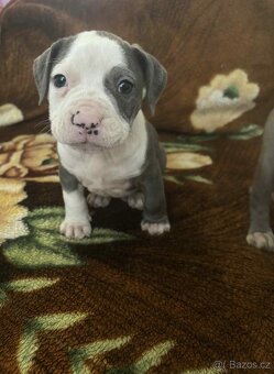 STAFORDŠÍRSKÝ bulteriér - 2