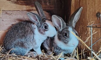 Králíci - 2