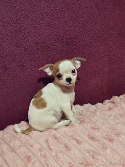 ČIVAVA KRÁTKOSRSTÁ - 2