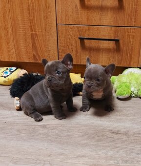 Francouzský buldoček - 2