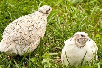 Japonské prepelice - predaj - 2